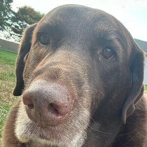 Meet your Posher, allen